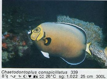 Chaetodontoplus conspicillatus